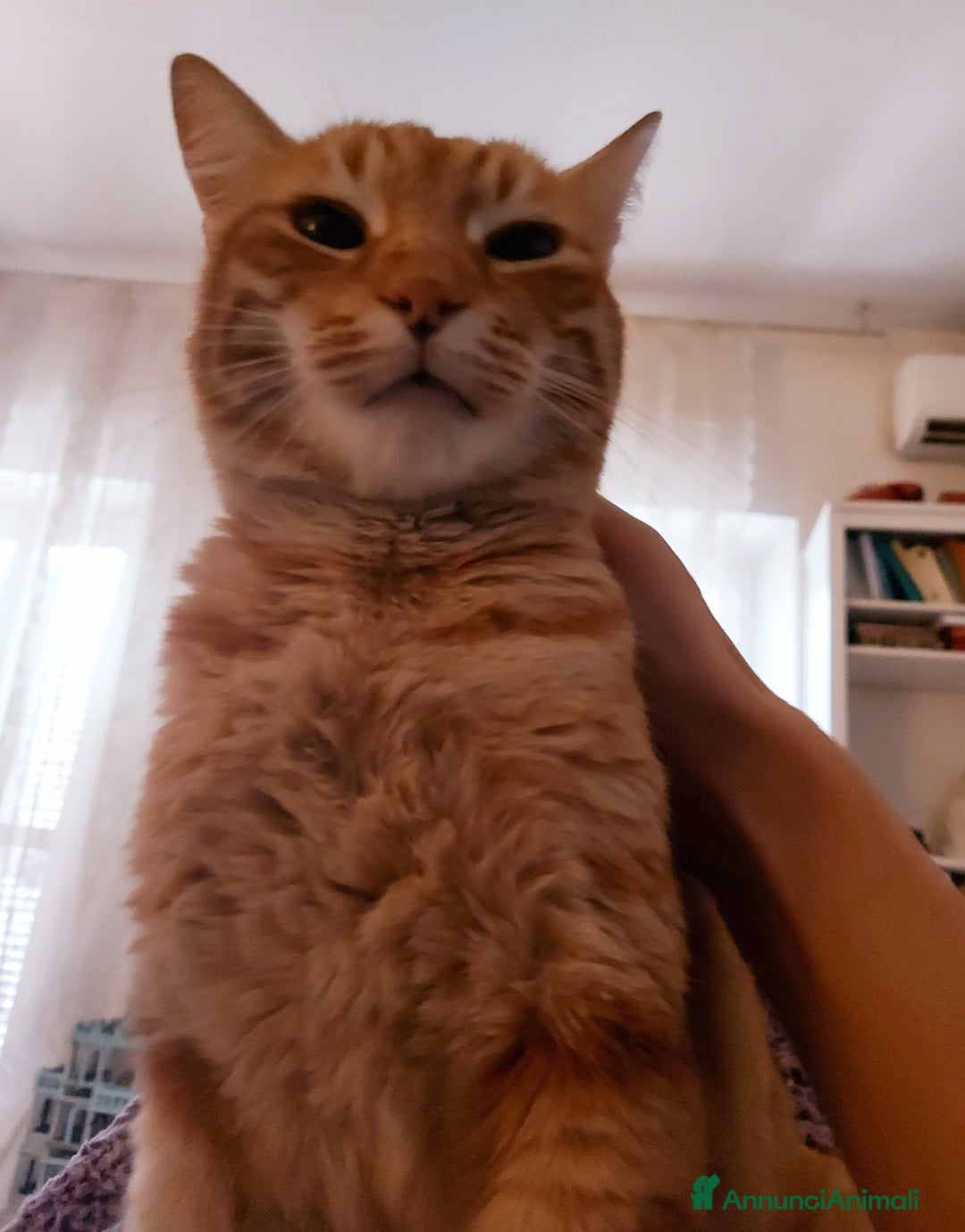 Europeo gatti in regalo: Ecco Leon! - Annuncio 2