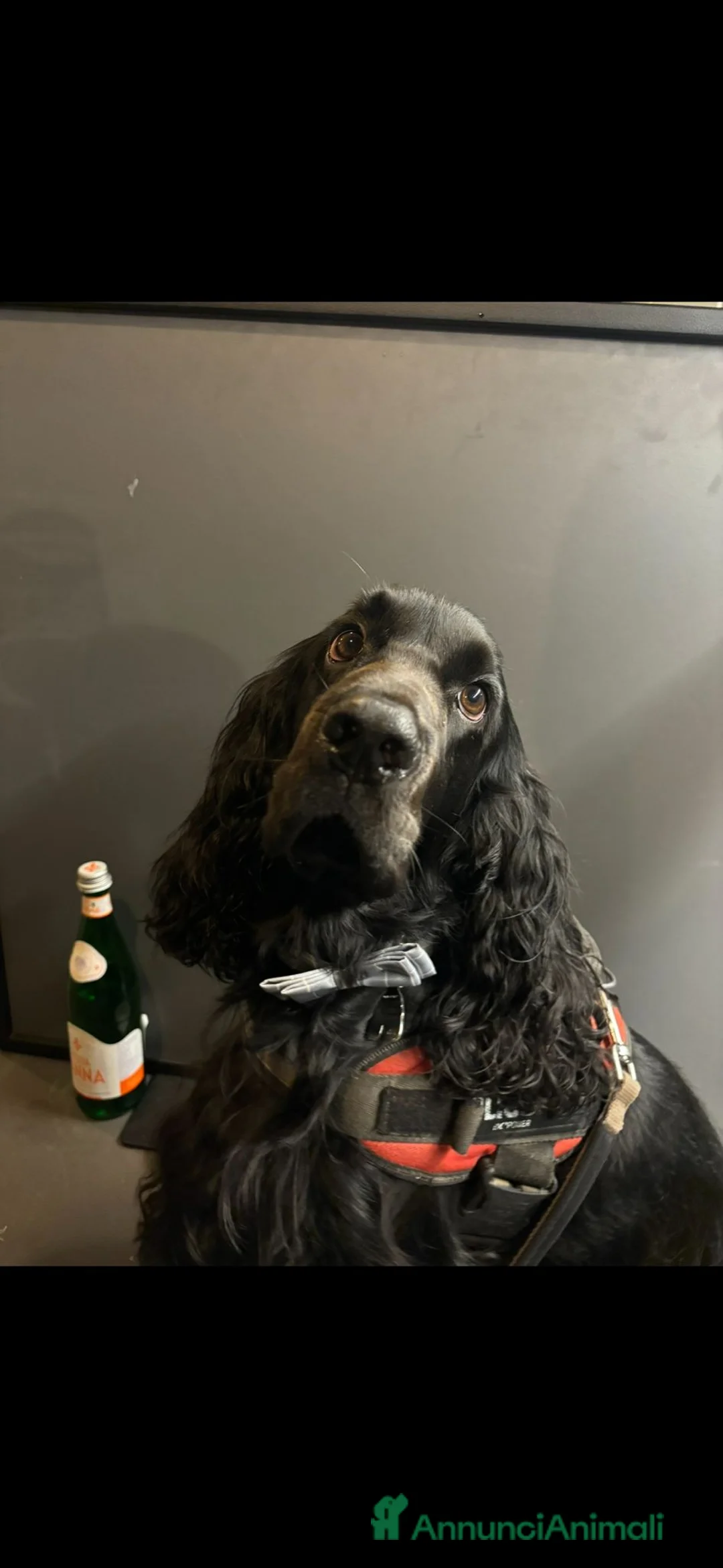 Cocker cani per accoppiamento: Cocker Spaniel Nero dolcissimo cerca fidanzata - Annuncio 3