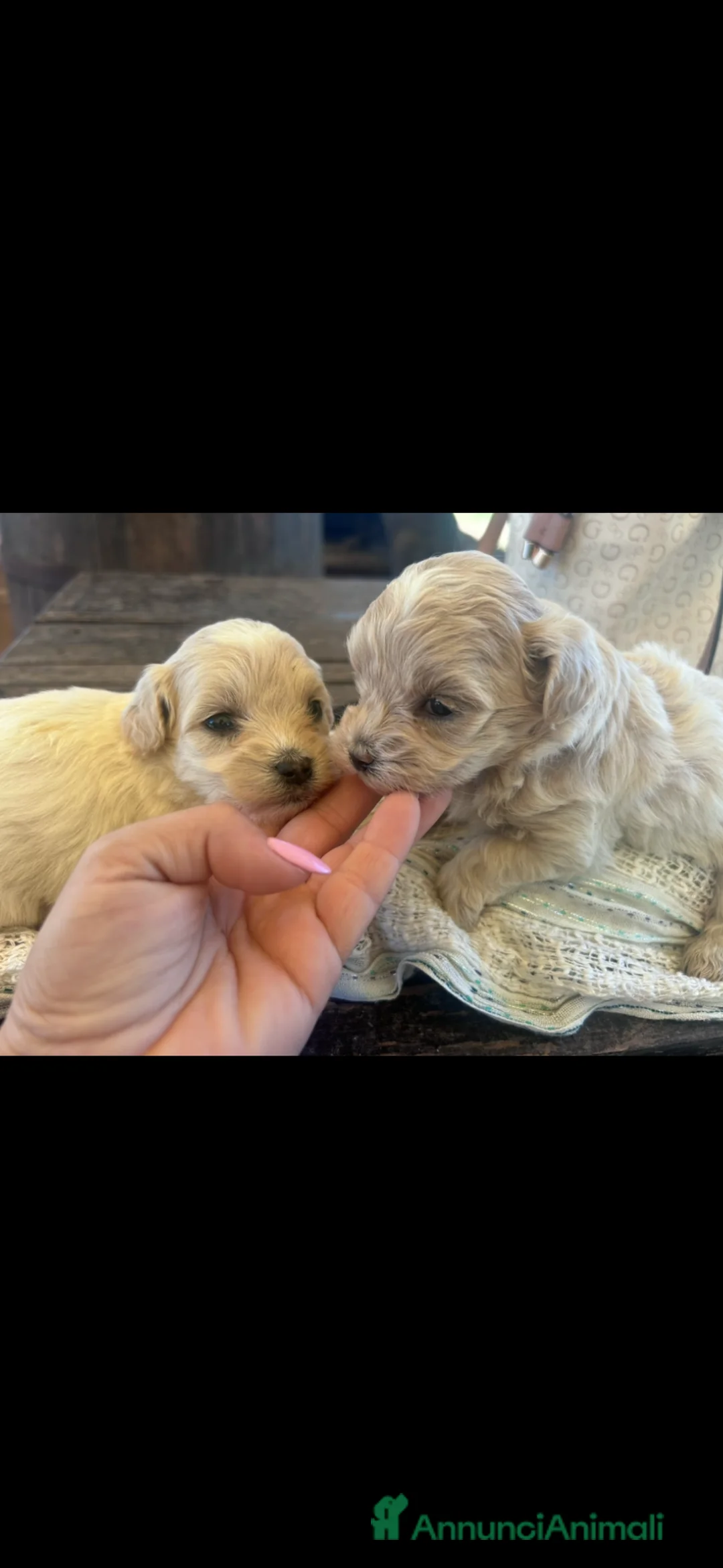 Maltipoo cani in vendita: Maltipoo a Città Metropolitana di Bologna - Annuncio 3