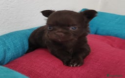 Chihuahua cani in vendita: Cuccioli di chihuahua a pelo lungo - Immagine 5