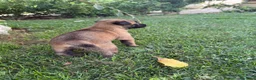 Beagle cani in vendita: Pastore belga Malinois  - Annuncio 24