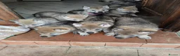 Lupo Cecoslovacco cani in vendita: Cuccioli lupo cecoslovacco  - Annuncio 2