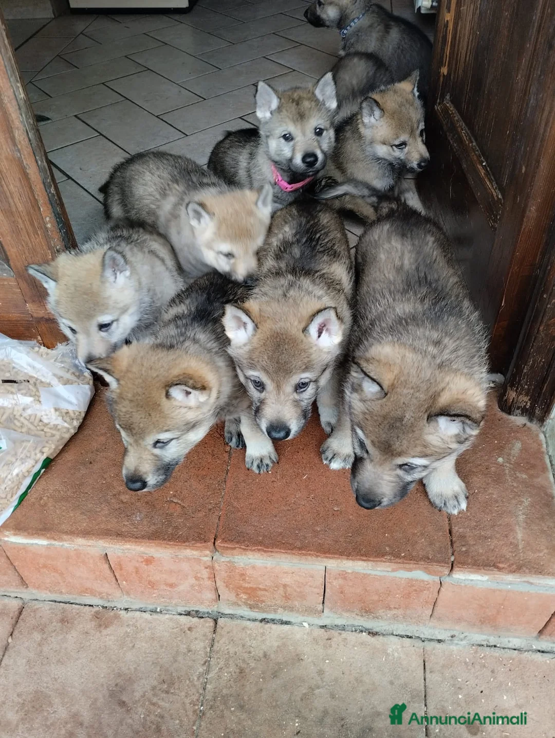 Lupo Cecoslovacco cani in vendita: Cuccioli lupo cecoslovacco  - Annuncio 2