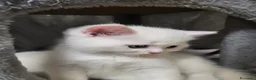 British gatti in vendita: Gattini british - Annuncio 14