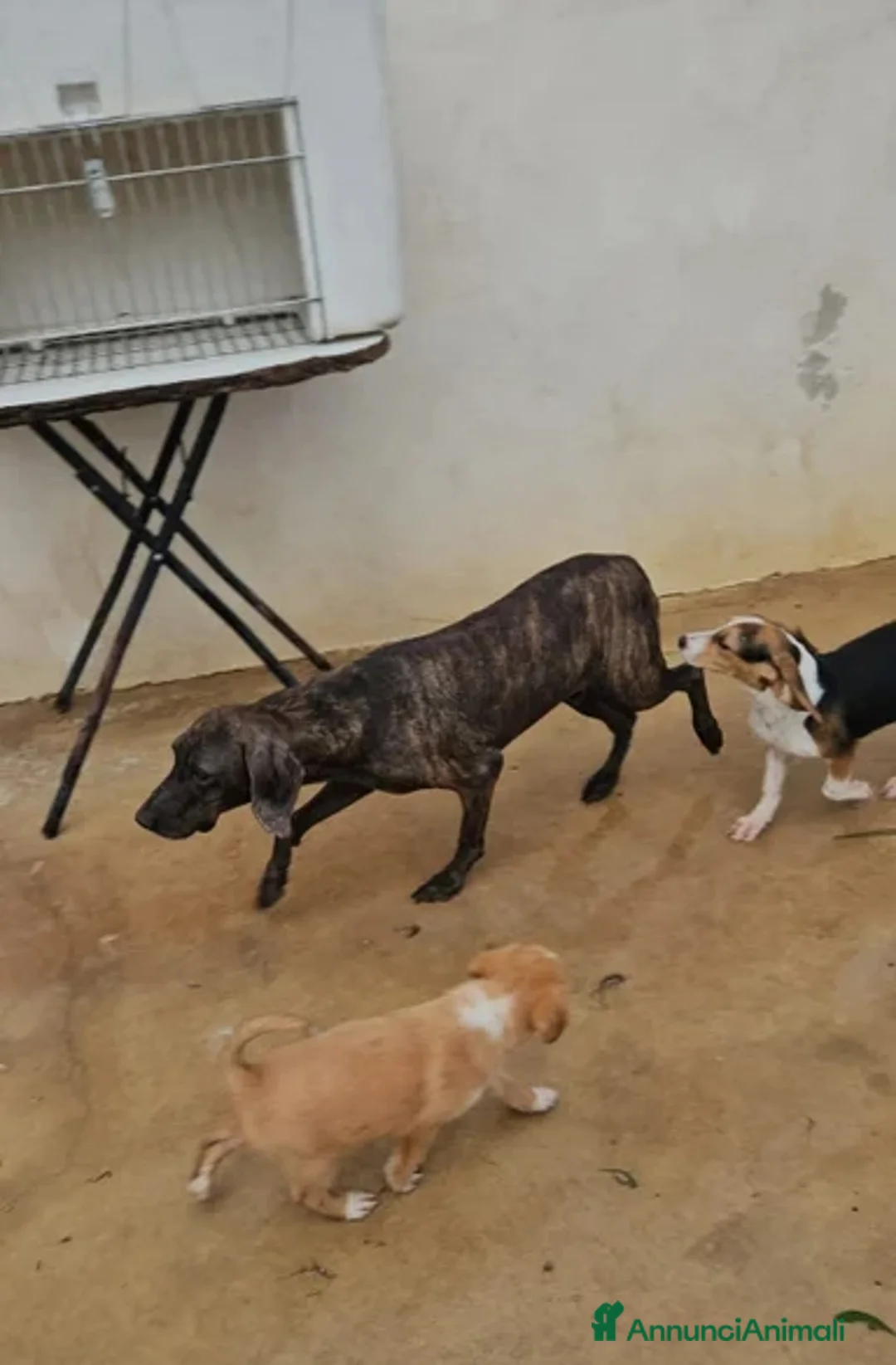 Segugio cani in regalo: Michele: timido segugio dolcissimo con tutti  - Annuncio 5