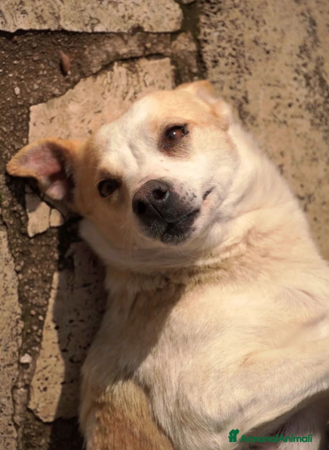 Meticcio cani in regalo: PANNA. adozione del cuore - Annuncio 3