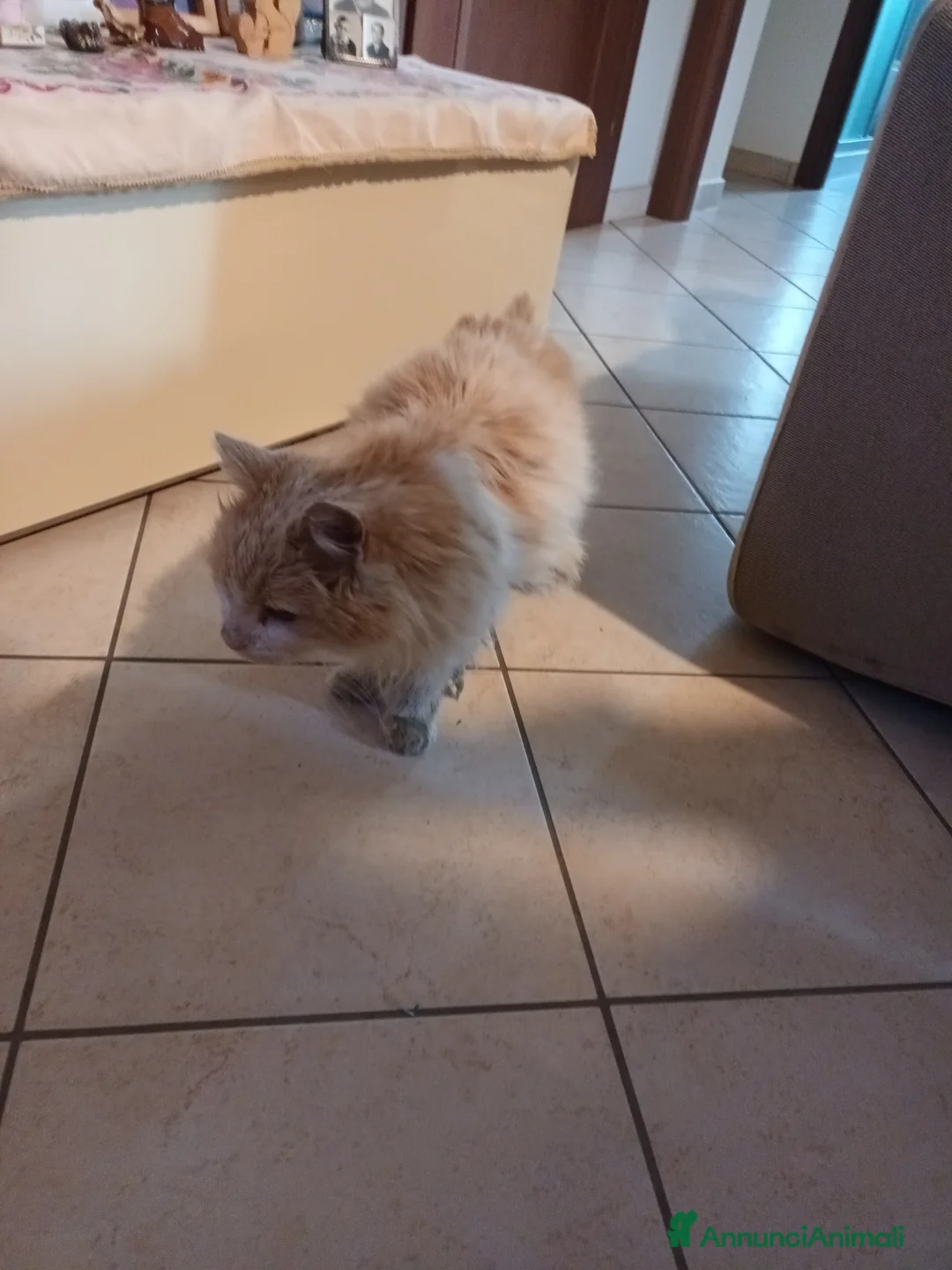 Meticcio gatti in regalo: Gatto a pelo  - Annuncio 1