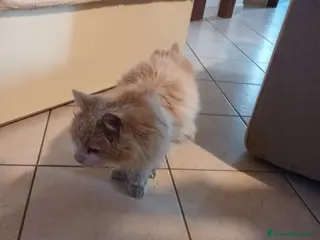 Meticcio gatti Gatto a pelo - Annuncio 1