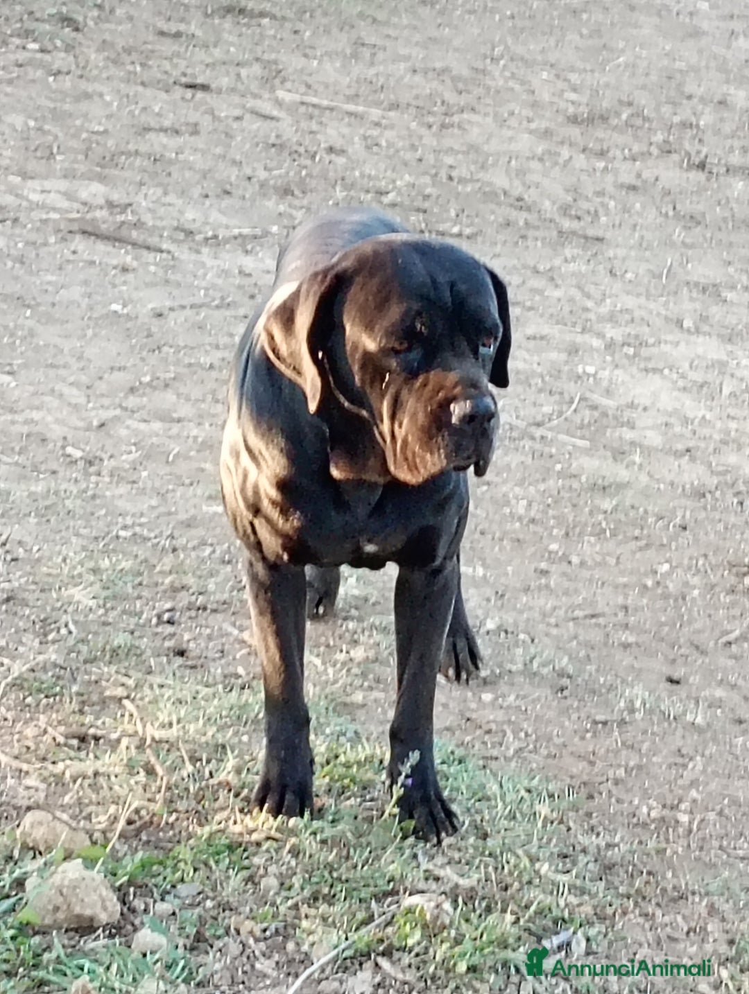 Cane Corso cani in vendita: Cuccioli di cane corso  - Annuncio 3