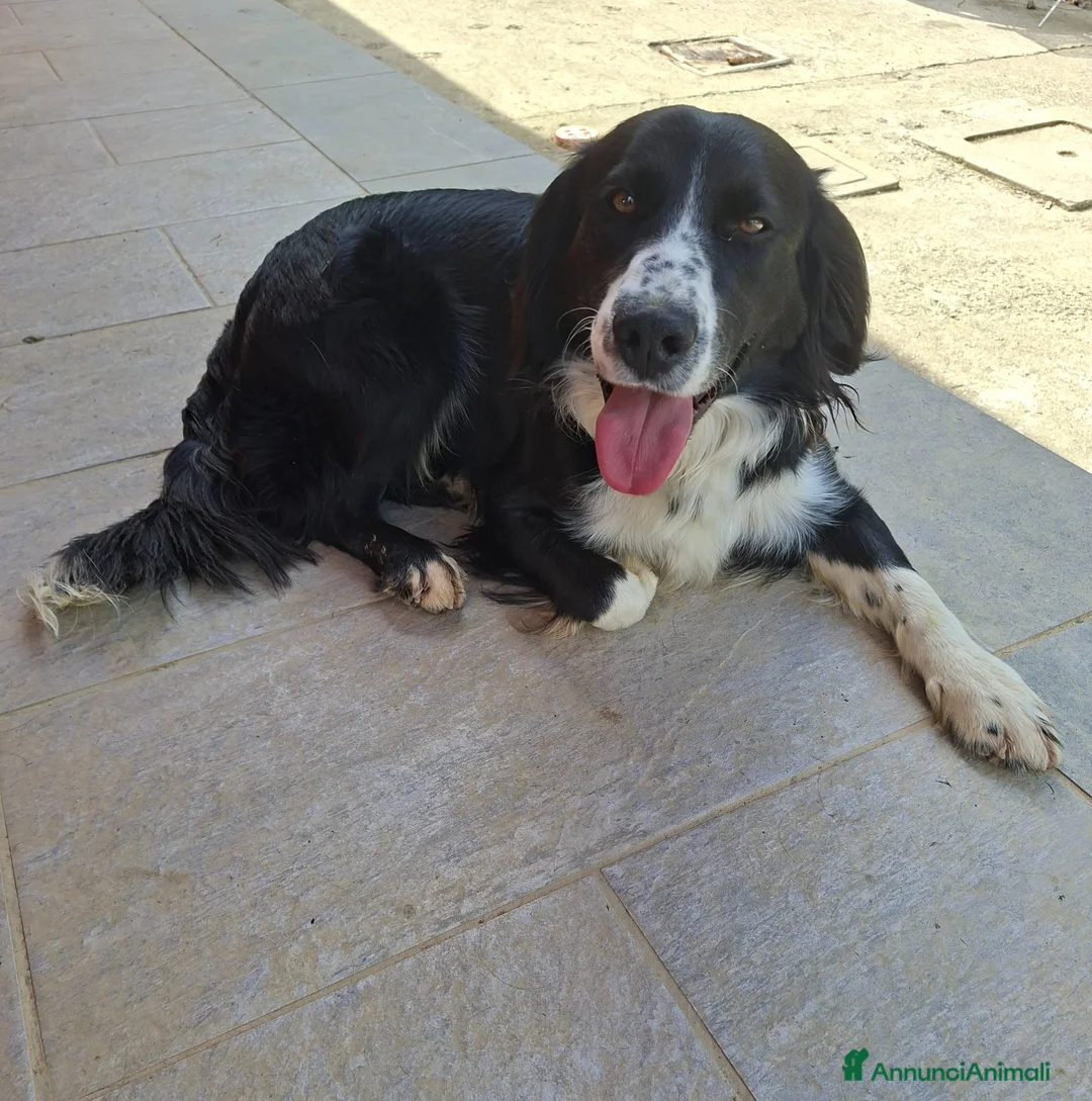 Meticcio cani in regalo: Super Oreo a Provincia di Gorizia - Annuncio 2