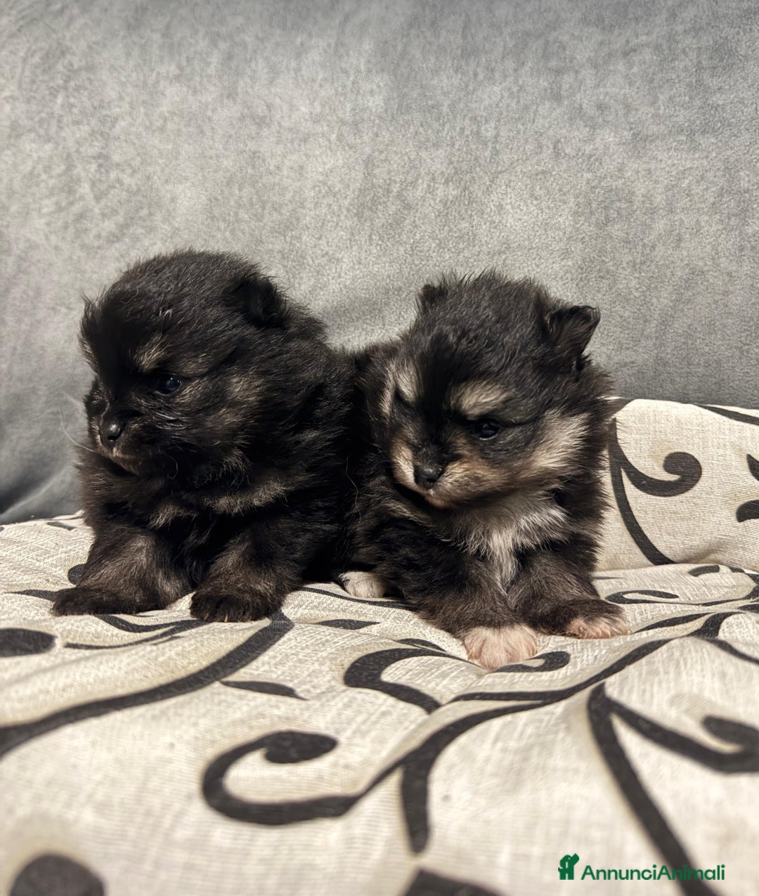 Volpino Pomerania cani in vendita: Volpino pomerania - Annuncio 6