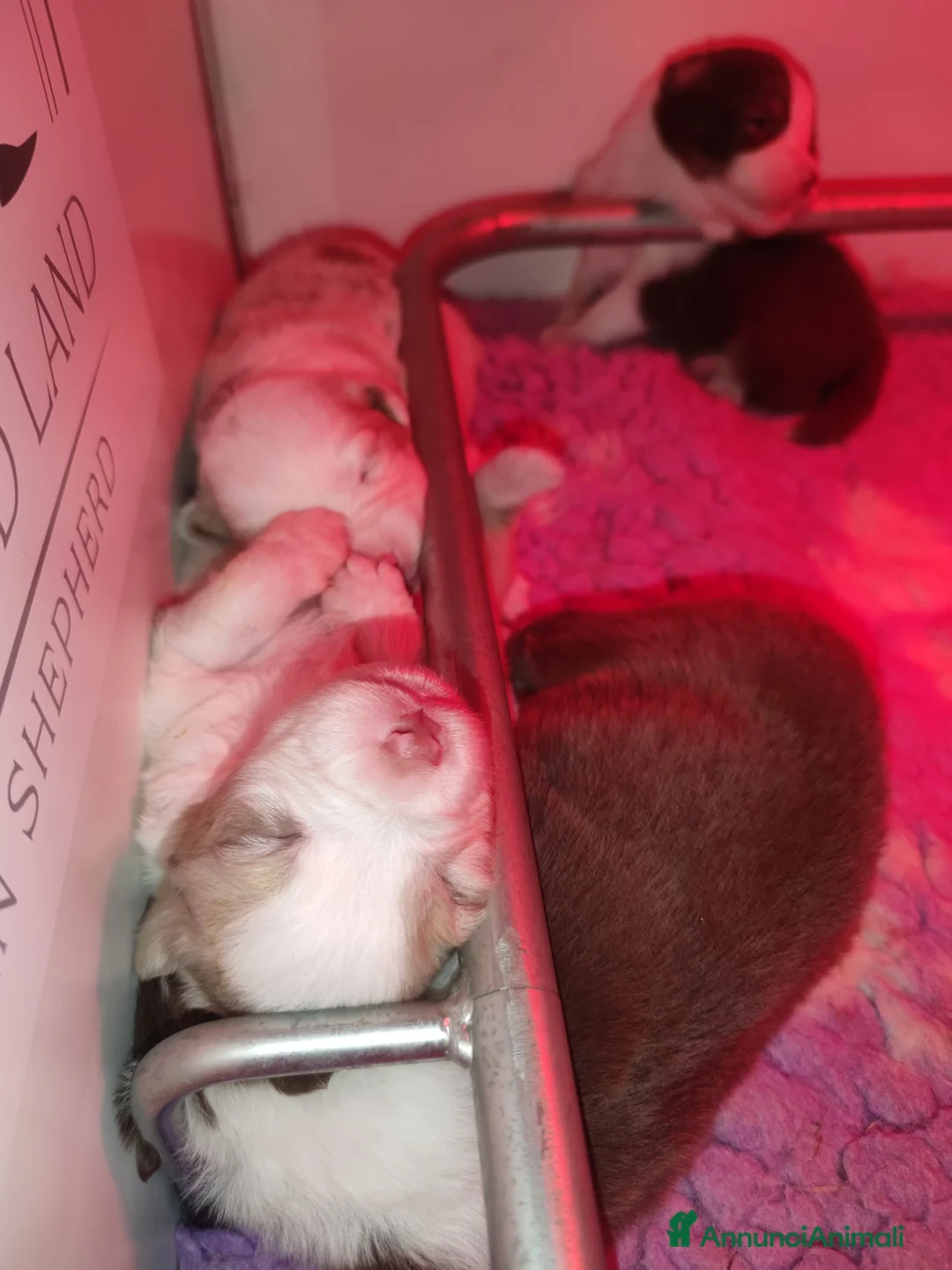 Australian Shepherd cani in vendita: Cuccioli pastore australiano con pedigree a Provincia di Parma - Annuncio 2