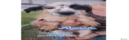 Meticcio cani in regalo: ROMOLO 💙QUEL MUSINO È IMPOSSIBILE DA DIMENTICARE! a Provincia di Padova - Annuncio 1