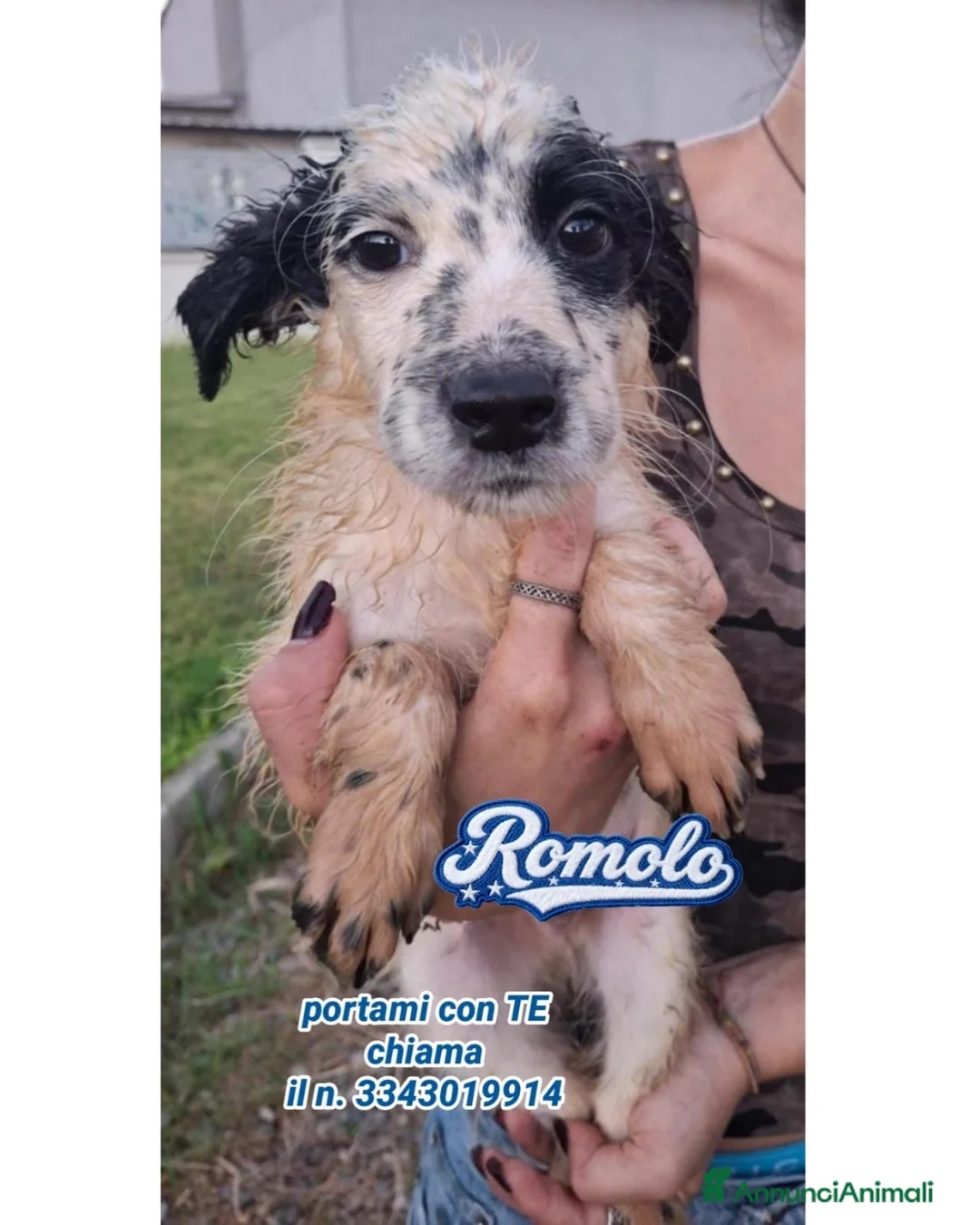 Meticcio cani in regalo: ROMOLO 💙QUEL MUSINO È IMPOSSIBILE DA DIMENTICARE! a Provincia di Padova - Annuncio 1