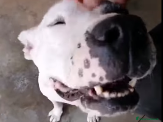 Meticcio cani Magda, ci sarà pure qualcuno per te!!! a Città Metropolitana di Bari - Annuncio 4