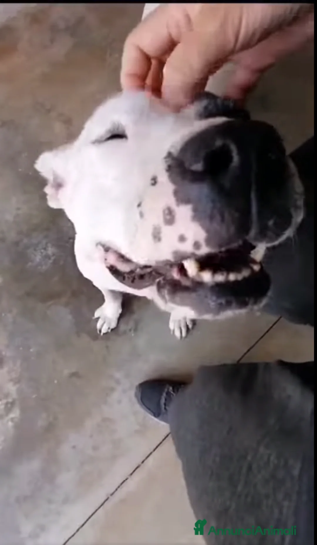 Meticcio cani in regalo: Magda, ci sarà pure qualcuno per te!!! a Città Metropolitana di Bari - Annuncio 2