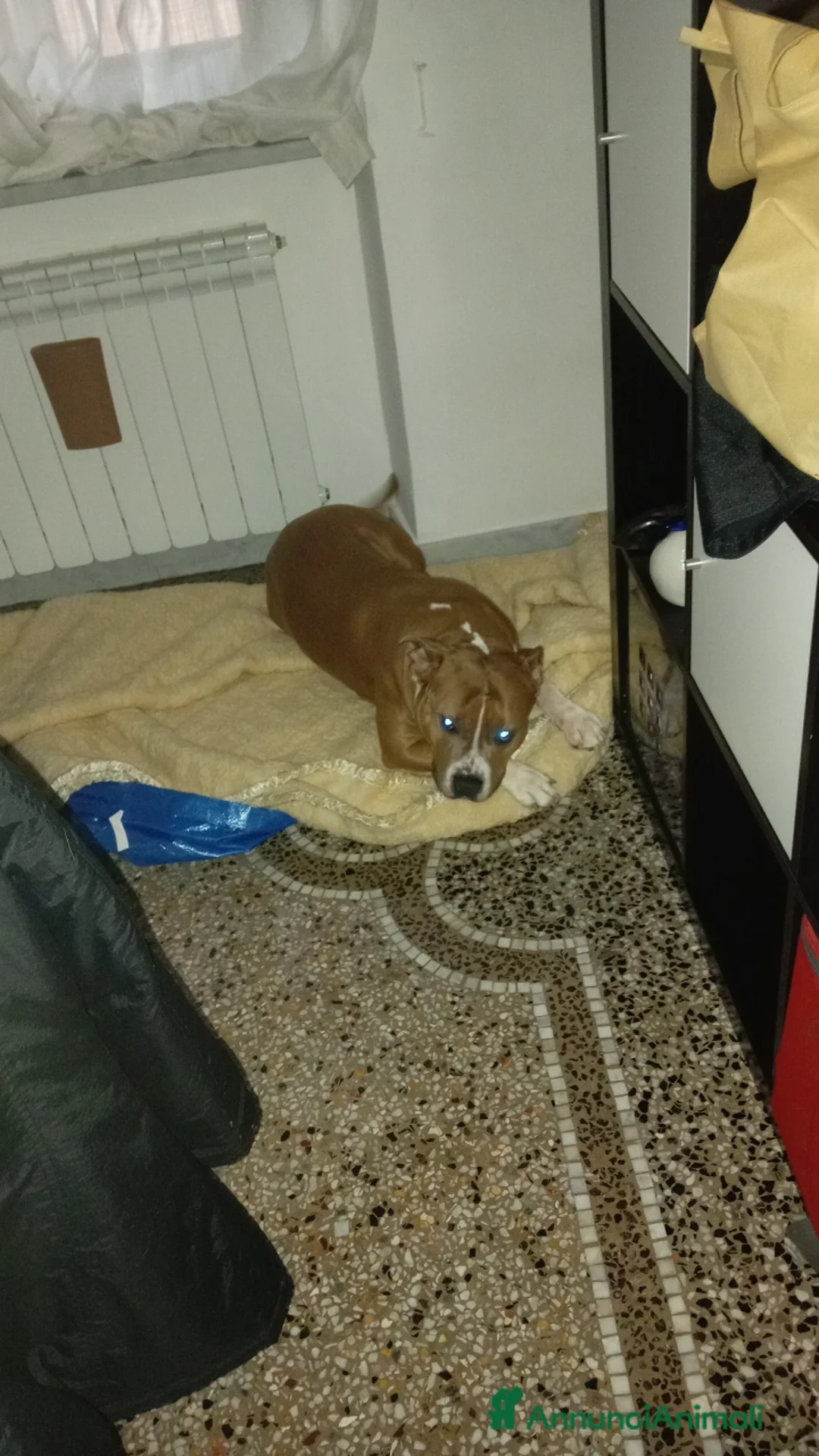 American Staffordshire cani per accoppiamento: Disponibile per monta Genova  - Annuncio 6