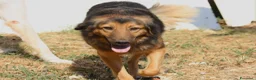Meticcio cani in regalo: Enza dolcissima mix border collie in adozione  - Annuncio 8