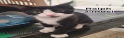 Europeo gatti in regalo: GATTINI ABBANDONATI: URGENTE  a Città Metropolitana di Torino - Annuncio 4