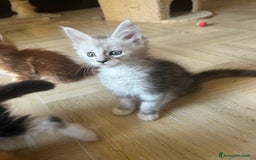 Maine Coon gatti in vendita: Maine Coon pedigree Anfi a Provincia di Modena - Immagine 31