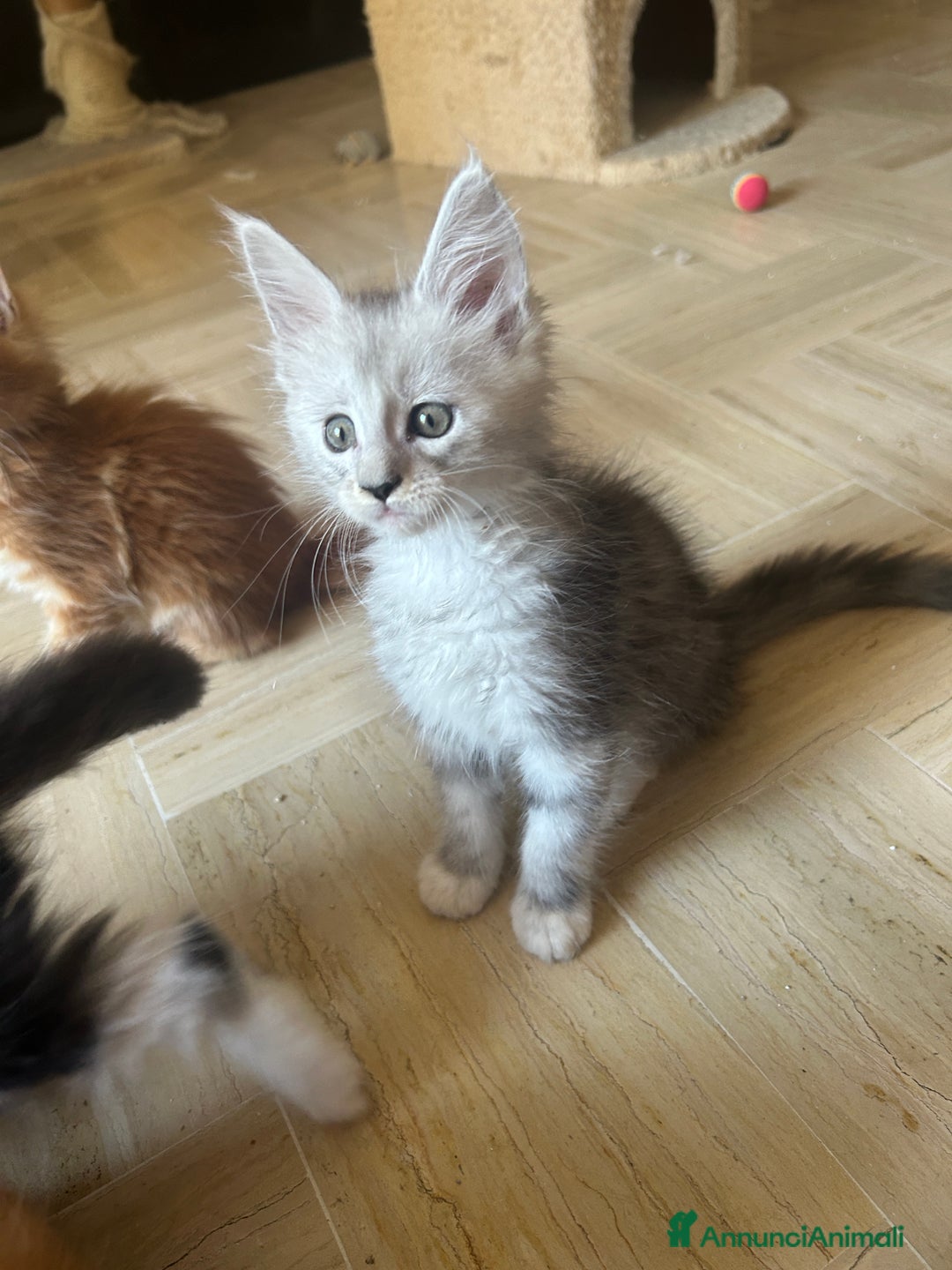 Maine Coon gatti in vendita: Maine Coon pedigree Anfi a Provincia di Modena - Immagine 31