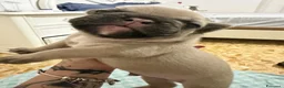 Bulldog Francese cani in vendita: Cuccioli bulldog francese  a Provincia di Latina - Annuncio 9