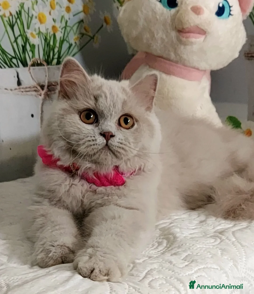 British gatti in vendita: British Longhair Femmina  - Annuncio 2