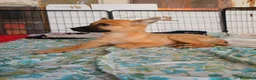 Meticcio cani in regalo: Leo, simil pastorino! (5 mesi)  - Annuncio 3