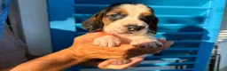 Bassethound cani in vendita: IL TUO BASSETHOUND ORA! PAGA CON COMODO - Annuncio 1
