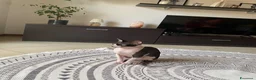 Sphynx gatti in vendita: Sphynx bicolore  a Provincia di Verona - Annuncio 3