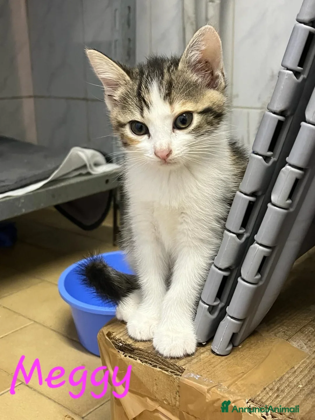 Europeo gatti in regalo: È IN ARRIVO UN CARICO DI GATTINE - Annuncio 1