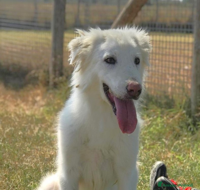 Meticcio cani ERCOLE govane mix maremmano tg contenuta a Provincia di Latina - Annuncio 23