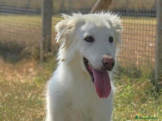Meticcio cani ERCOLE govane mix maremmano tg contenuta a Provincia di Latina - Annuncio 36