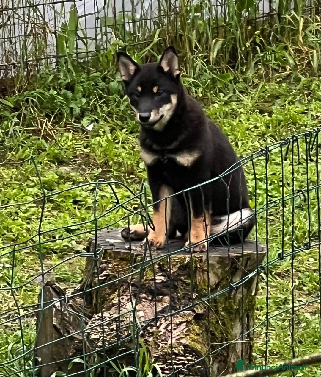 Shiba Inu cani in vendita: Shiba inu , cuccioli disponibili - Annuncio 14