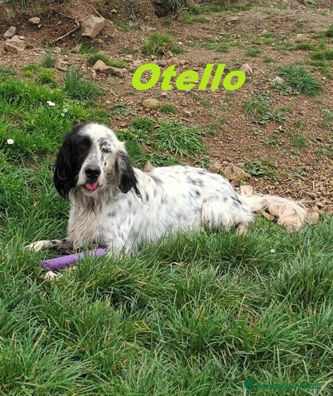 Setter Inglese cani in regalo: OTELLO adora l'acqua e giocare! Bravo - Annuncio 2