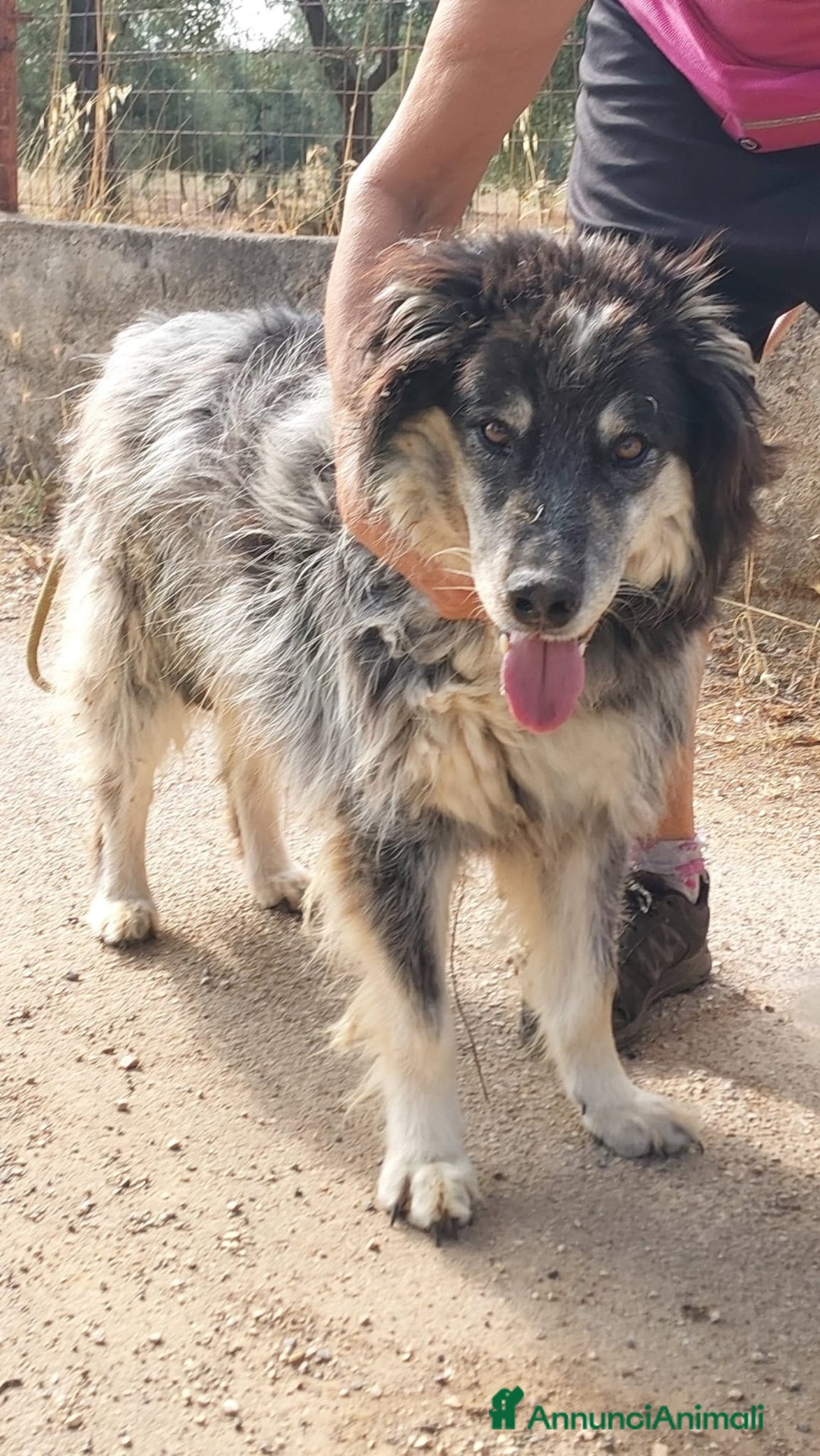 Meticcio cani in regalo: Nonno Nando Cerca Famiglia. Info Monica 3890238584 - Annuncio 13