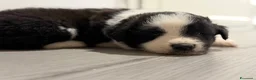 Border Collie cani in vendita: Cuccioli di border collie  - Annuncio 7