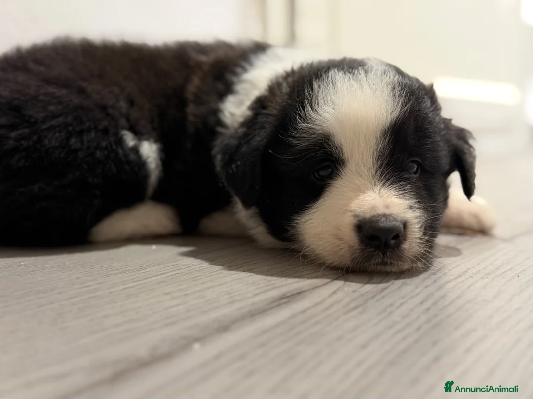 Border Collie cani in vendita: Cuccioli di border collie  - Annuncio 7