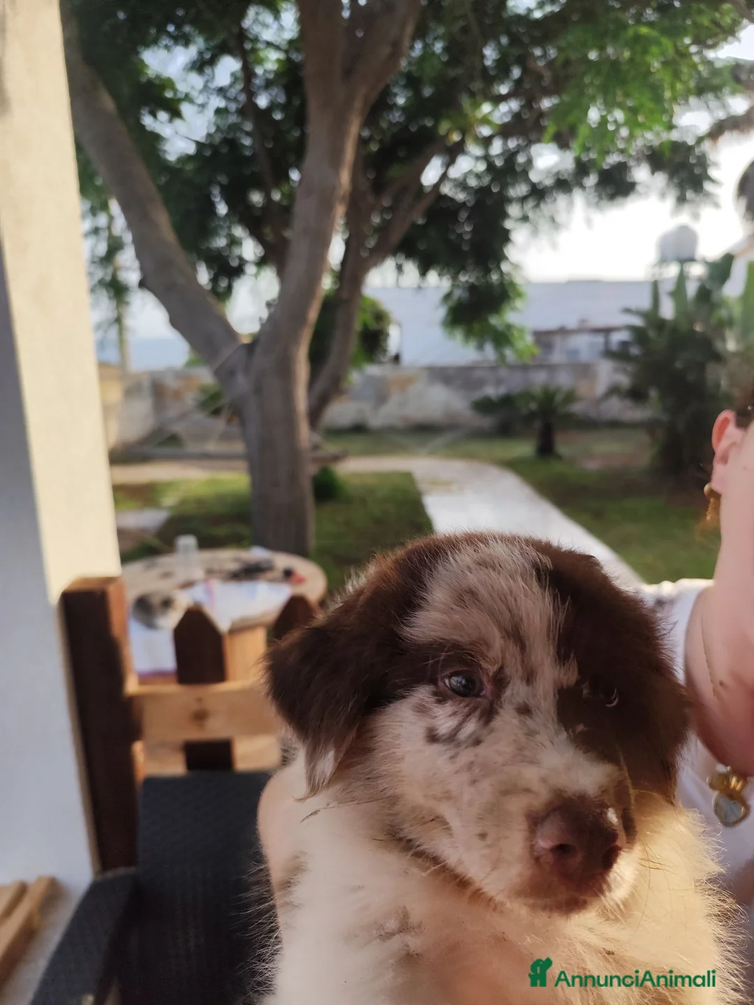 Australian Shepherd cani in vendita: Cucciolo di Pastore Australiano Red Merle - Annuncio 2
