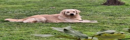Golden Retriever cani per accoppiamento: Golden Retriever disponibile accoppiamento monta  - Annuncio 4