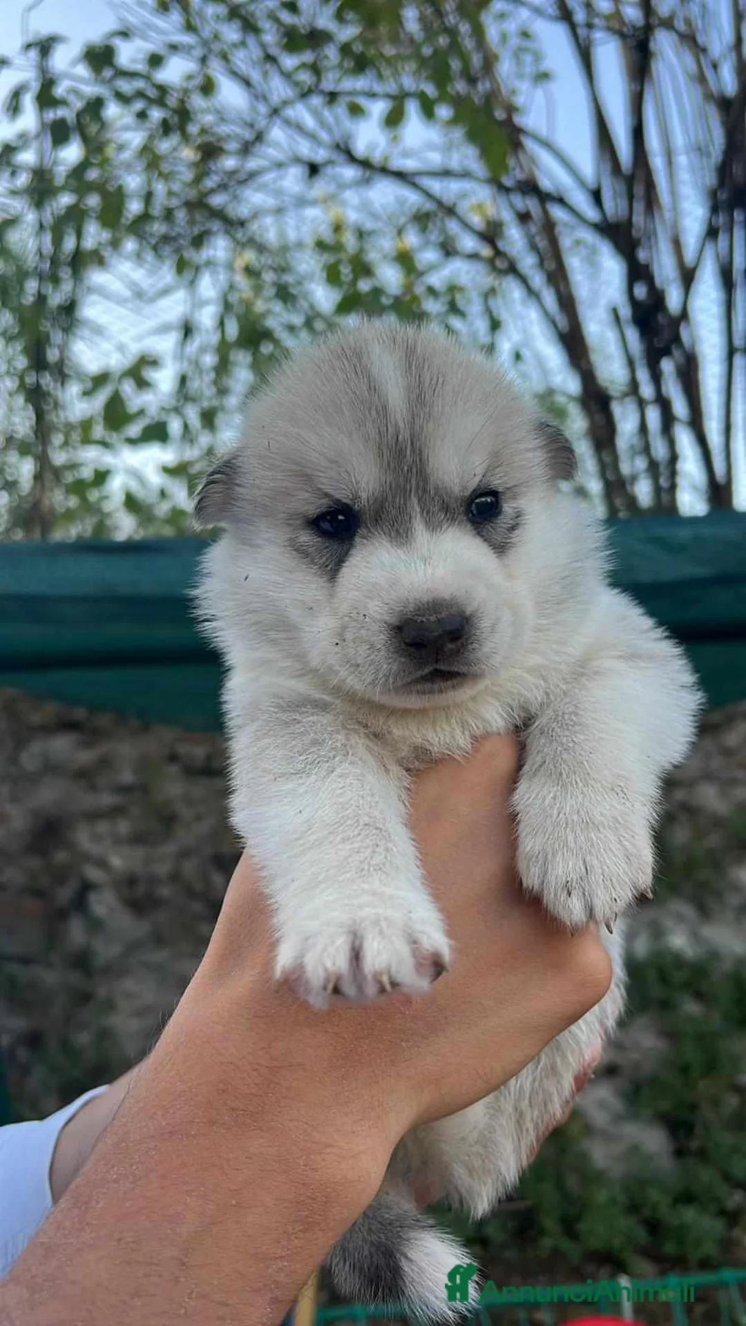 Husky cani in vendita: Cuccioli siberian husky con pedegree - Annuncio 11