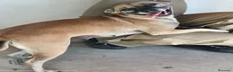 Meticcio cani in regalo: ZOE DOLCISSIMA CAGNOLINA IN CERCA D'AMORE - Annuncio 3