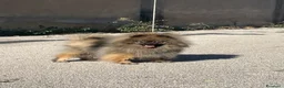 Volpino Pomerania cani in vendita: Due cuccioli maschi di Pomeranian con pedigree  a Città metropolitana di Catania - Annuncio 16