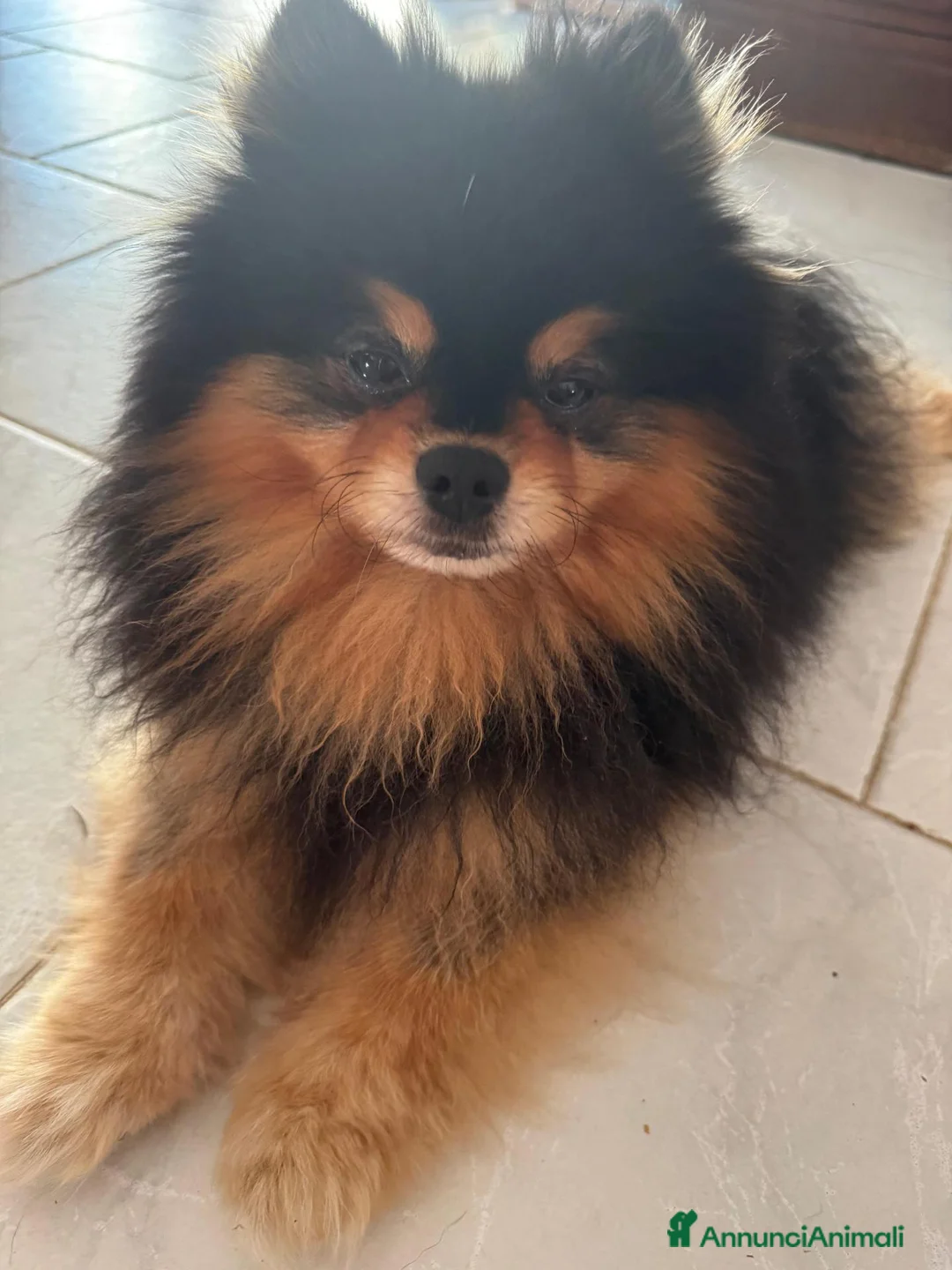 Spitz cani in vendita: Spitz di Pomerania  a Provincia di Ancona - Annuncio 1
