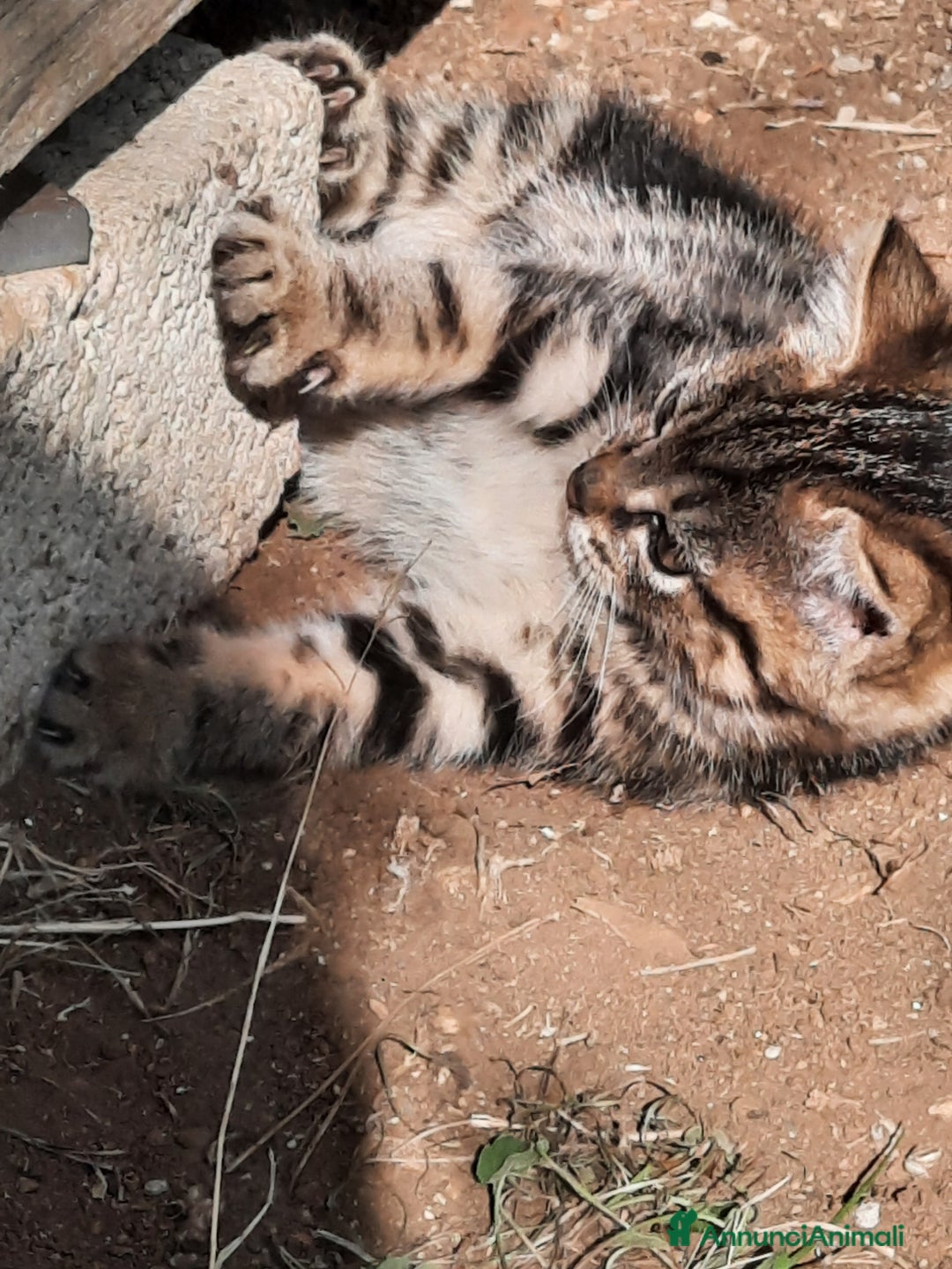 Europeo gatti in regalo: Gattini adorabili - Annuncio 1