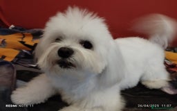 Maltese cani per accoppiamento: Maltese cerca fidanzata  a Città metropolitana di Palermo - Immagine 5