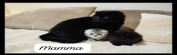 Scottish gatti in vendita: Gattini scottish fold e straight  - Annuncio 2