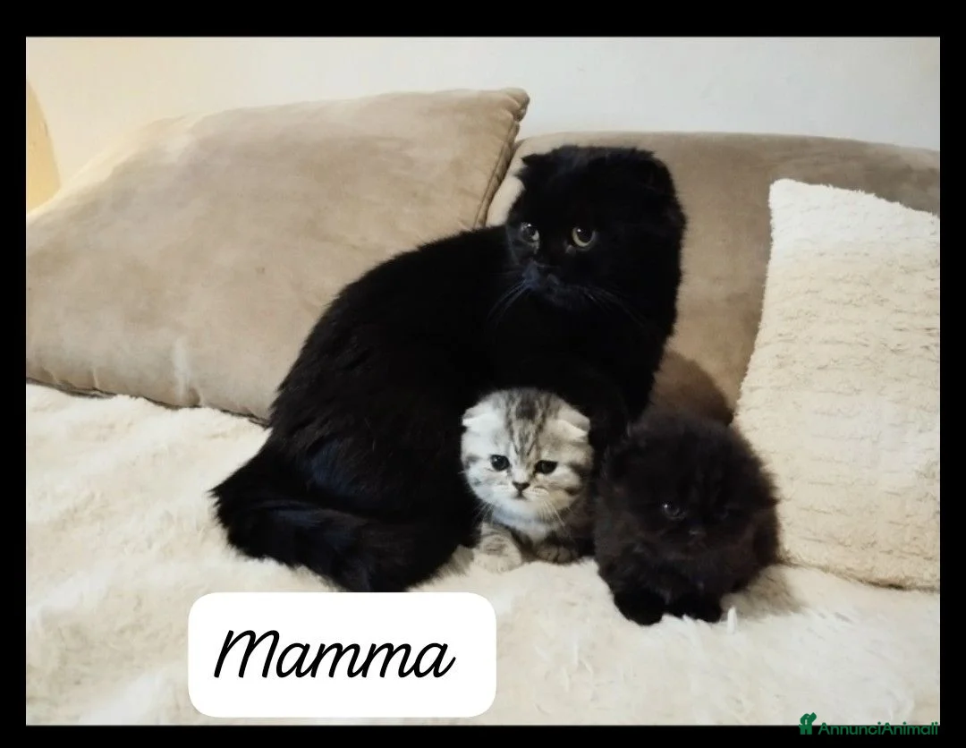 Scottish gatti in vendita: Gattini scottish fold e straight  - Annuncio 2