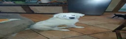 Pastore Abbruzzese Maremmano cani in vendita: Cuccioli di Pastore Maremmano  - Annuncio 4