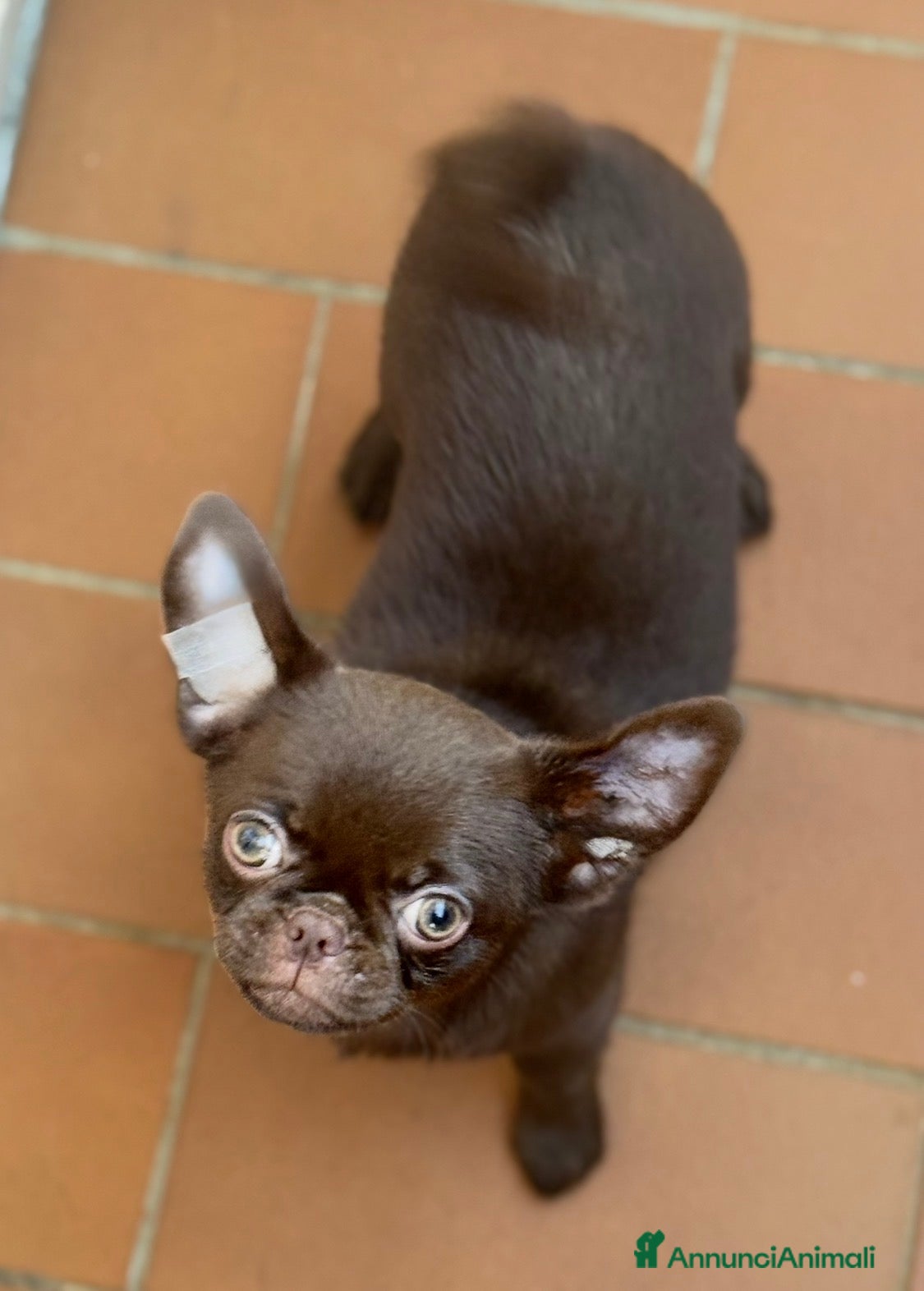 Chihuahua cani in vendita: Chihuahua cucciola - Annuncio 3